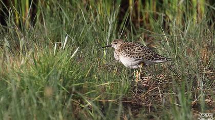 Temminck`s Stint