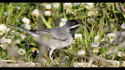 Karaboğazlı ötleğen