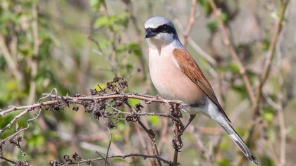 Red-backed Shrike