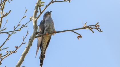 Common Cuckoo