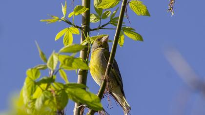 European Greenfinch