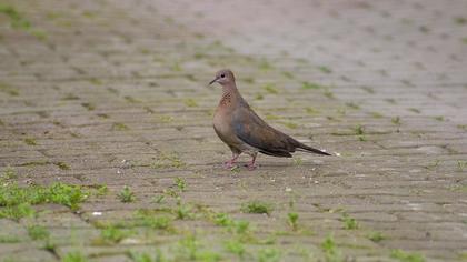 Laughing Dove