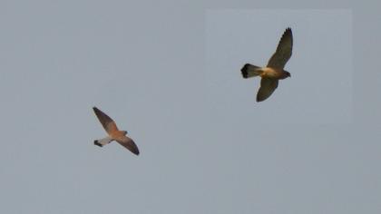 Lesser Kestrel