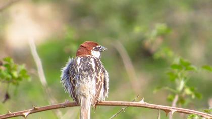 Spanish Sparrow