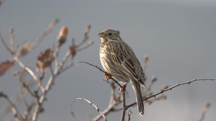 Corn Bunting