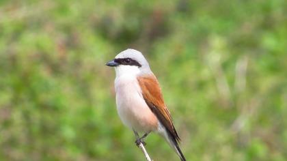 Red-backed Shrike