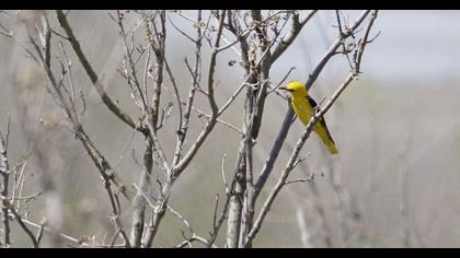 Eurasian Golden Oriole