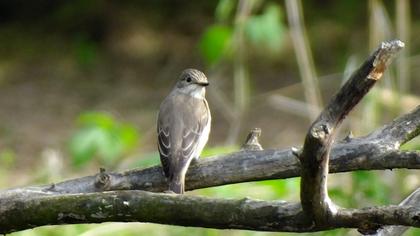 Spotted Flycatcher