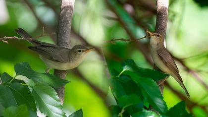 Eastern Olivaceous Warbler