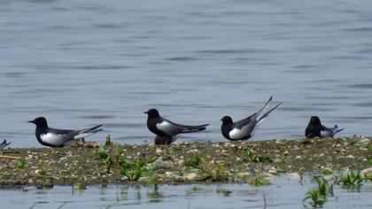 White-winged Tern