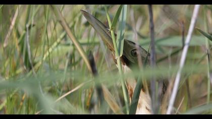 Eurasian Bittern