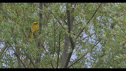Eurasian Golden Oriole