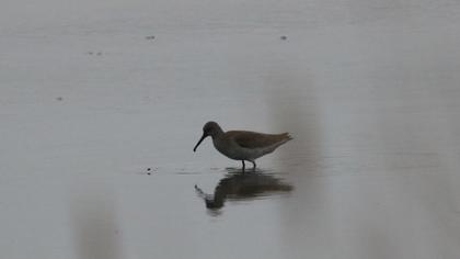 Common Redshank