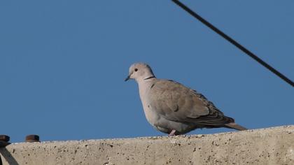 Eurasian Collared Dove
