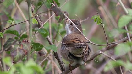 Akgerdanlı ötleğen
