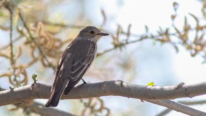 Spotted Flycatcher