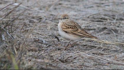 Greater Short-toed Lark