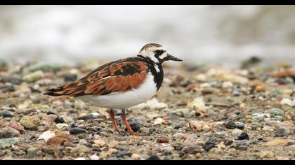 Ruddy Turnstone