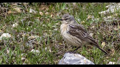 Water Pipit