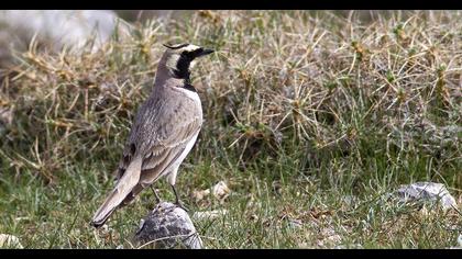 Horned Lark
