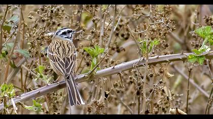 Rock Bunting