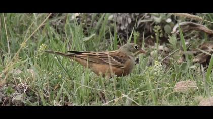 Ortolan Bunting