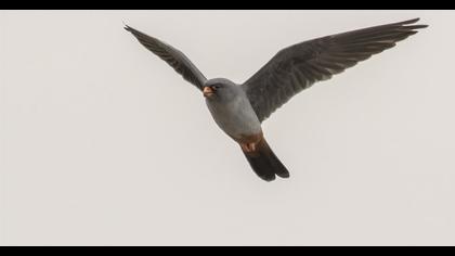 Red-footed Falcon