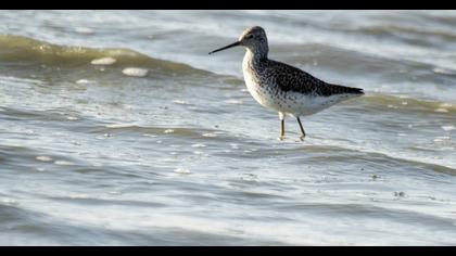 Marsh Sandpiper