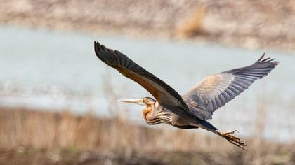 Purple Heron