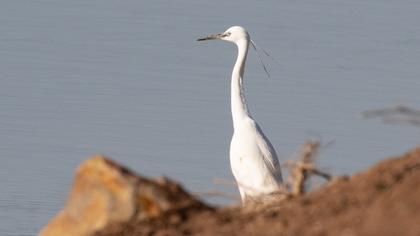 Küçük ak balıkçıl