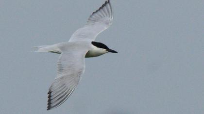 Gull-billed Tern