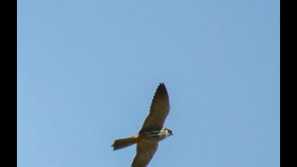 Eurasian Hobby