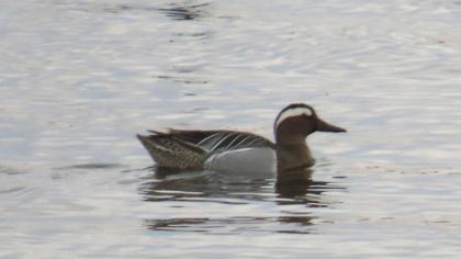 Garganey