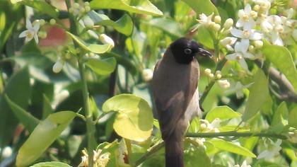 White-spectacled Bulbul