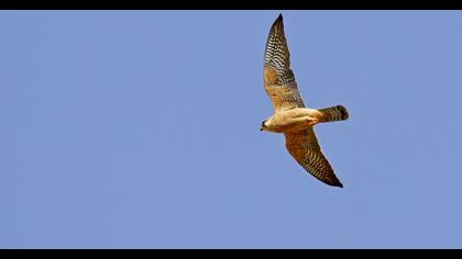 Red-footed Falcon