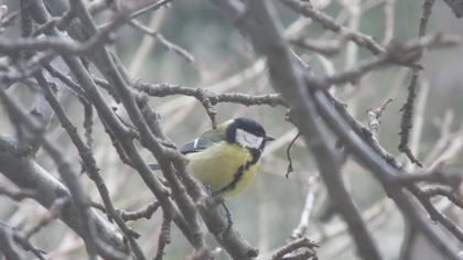 Great Tit
