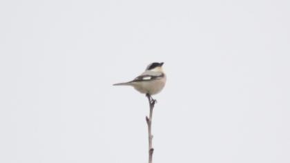 Lesser Grey Shrike