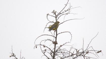 European Greenfinch