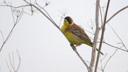 Black-headed Bunting