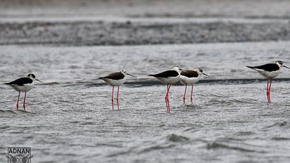 Black-winged Stilt