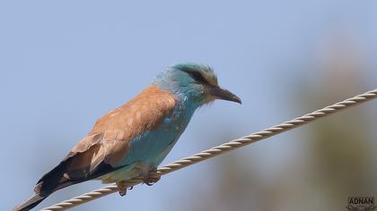 European Roller