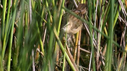 Kındıra kamışçını