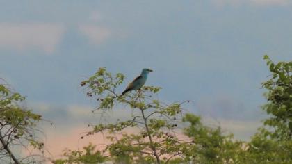 European Roller