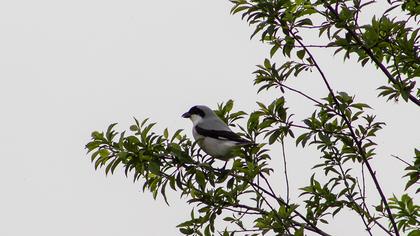 Lesser Grey Shrike