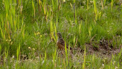 Ortolan Bunting