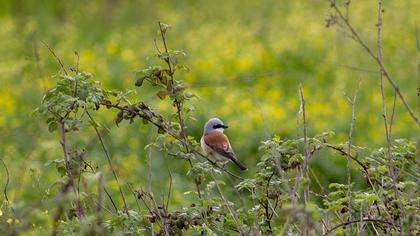 Red-backed Shrike