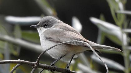 Lesser Whitethroat
