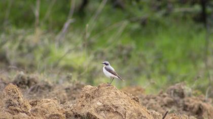 Northern Wheatear