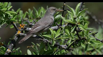 Olive-tree Warbler