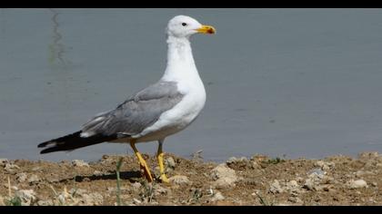 Armenian Gull